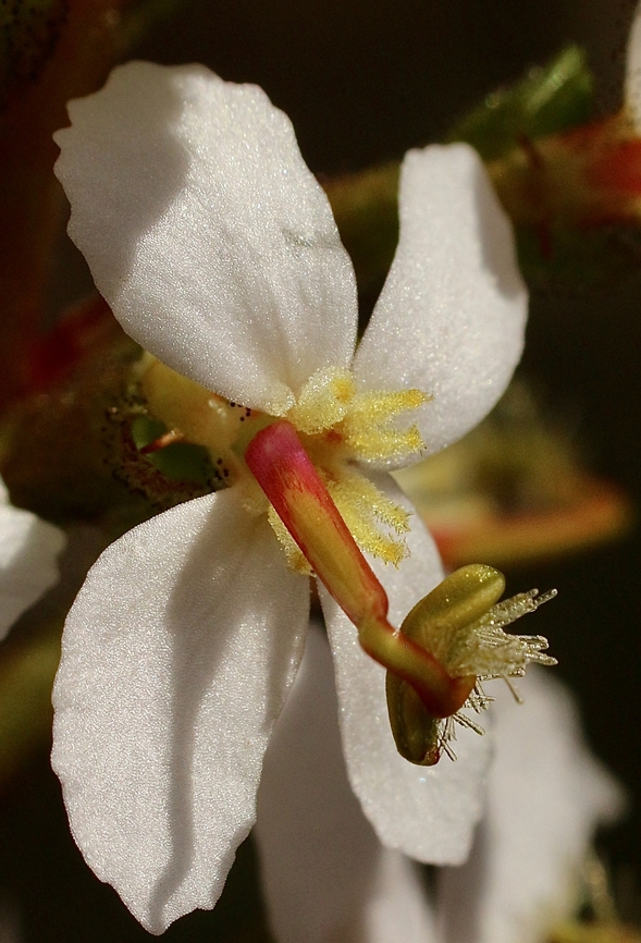 Grass Triggerplant - Stylidium graminifolium. The flower is usually pink ,but white coloured flowers appear occasionally. Australia,Eamw flora,Geotagged,Grass Triggerplant,Spring,Stylidium graminifolium