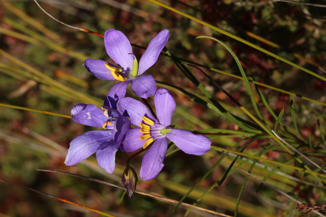 Finger-flowers. - Cheiranthera alternifolia  Australia,Cheiranthera alternifolia,Eamw flora,Finger-flower,Geotagged,Spring