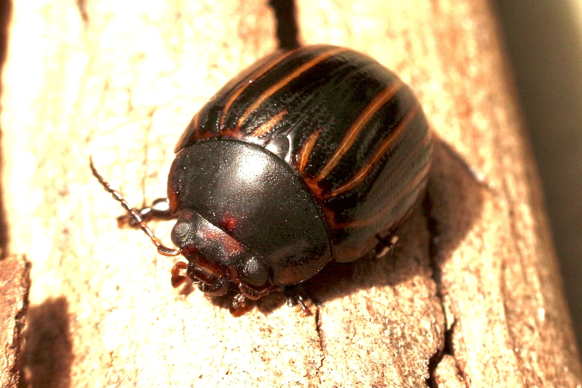 Paropsisterna nigerrima Found under eucalyptus tree bark. Australia,Eamw beetles,Geotagged,Paropsisterna nigerrima,Spring