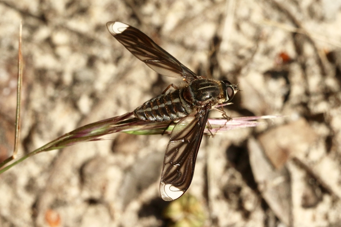 Comptosia vittata  Australia,Comptosia vittata,Eamw bee flies,Geotagged,Go-striped Bee Fly,Spring
