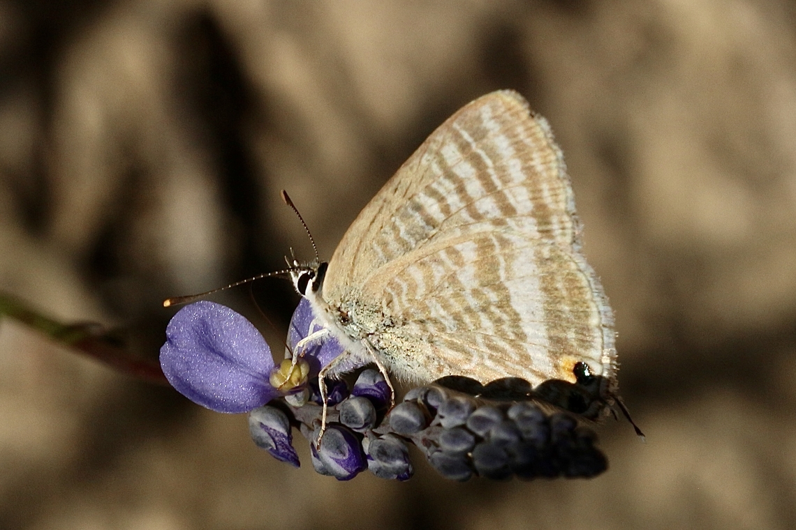 Pea blue - Lampides boeticus  Australia,Eamw butterflies,Geotagged,Lampides boeticus,Peablue or Long-tailed Blue,Spring