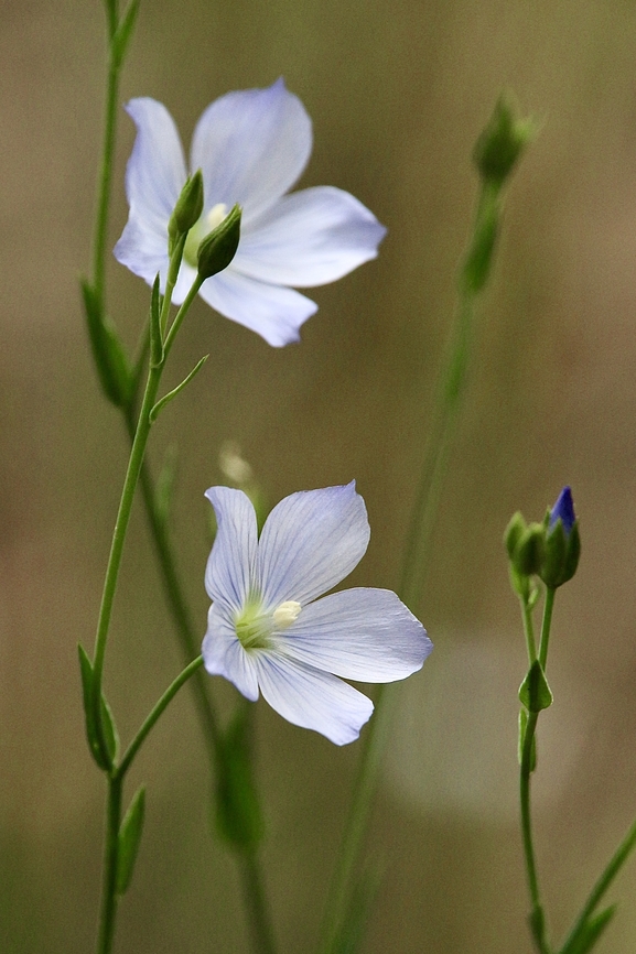 Native flax - Linum marginale  Australia,Eamw flora,Geotagged,Linum marginale,Native flax,Spring
