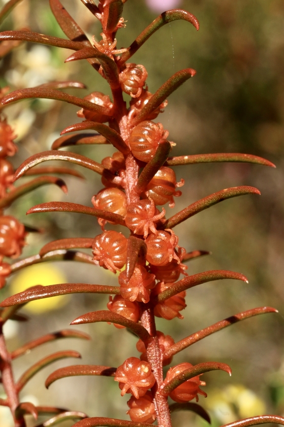 False buckbush - Gyrostemon australasicus  Australia,Eamw flora,False Buckbush,Geotagged,Gyrostemon australasicus,Spring