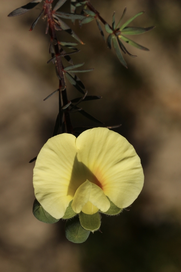 Dwarf wedge - pea - Gompholobium ecostatum The dwarf wedge - pea does come in a red colour as well as yellow. I have not yet found a red coloured one. Australia,Dwarf wedge-pea,Eamw flora,Eamw native pea,Geotagged,Gompholobium ecostatum,Gompholobium grandiflorum,Large wedge-pea,Spring