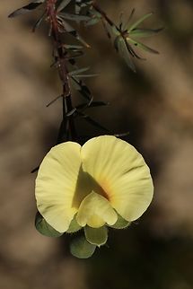 Dwarf wedge - pea - Gompholobium ecostatum The dwarf wedge - pea does come in a red colour as well as yellow. I have not yet found a red coloured one. Australia,Dwarf wedge-pea,Eamw flora,Eamw native pea,Geotagged,Gompholobium ecostatum,Gompholobium grandiflorum,Large wedge-pea,Spring
