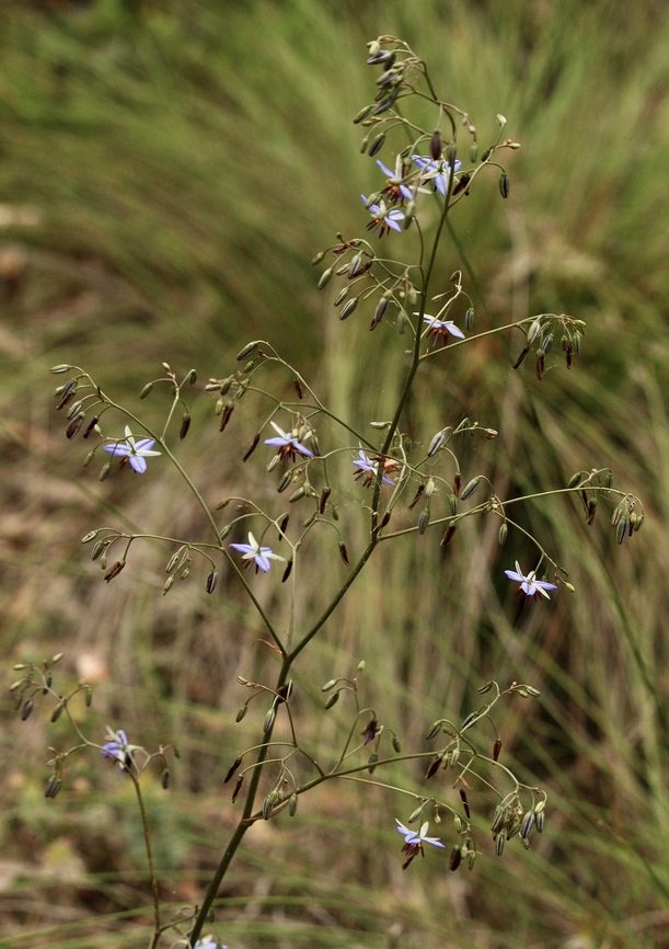 Blueberry lily - Dianella revoluta  Australia,Dianella refoluta,Dianella revoluta,Eamw flora,Geotagged,Spring