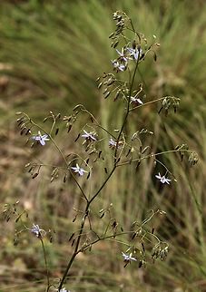Blueberry lily - Dianella revoluta  Australia,Dianella refoluta,Dianella revoluta,Eamw flora,Geotagged,Spring