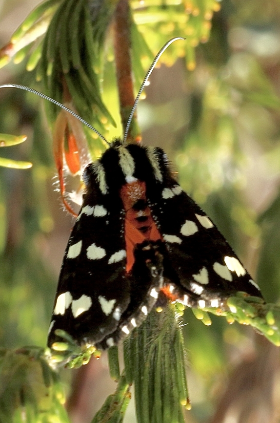 Southern Whistling Moth - Hecatesia thyridion This one would not sit still long enough to focus better. Australia,Eamw moth,Geotagged,Hecatesia,Hecatesia thyridion,Southern whistling moth,Spring