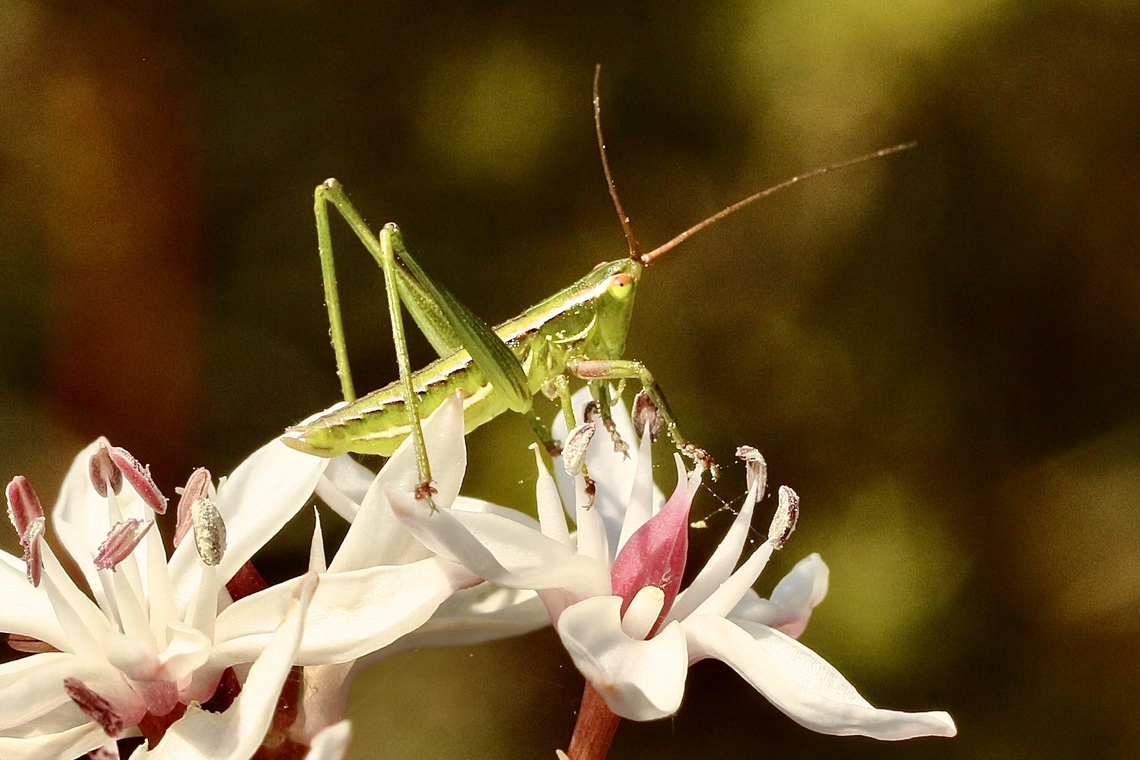 Genus- Metaballus  Australia,Eamw grasshoppers,Geotagged,Spring