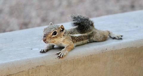 Striped ground squirrel - Xerus erythropus Juvenile squirrel - can&rsquo;t keep up with mum Eamw mammals,Geotagged,Striped ground squirrel,Summer,United States,Xerus erythropus