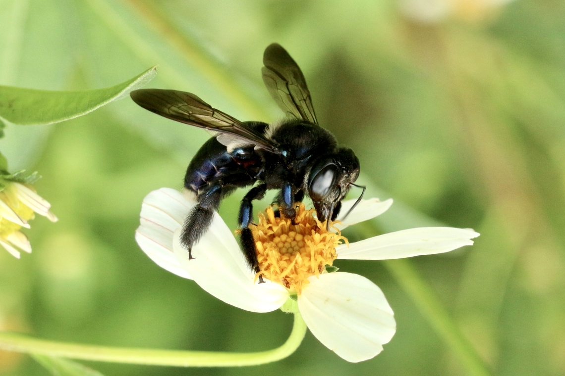 Southern carpenter bee - Xylocopa micans  Eamw bees,Geotagged,Summer,United States,Xylocopa micans