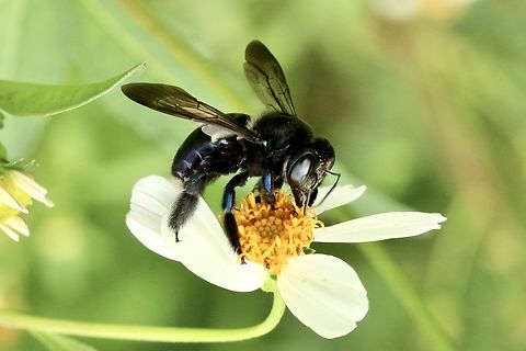 Southern carpenter bee - Xylocopa micans Eamw bees,Geotagged,Summer,United States,Xylocopa micans