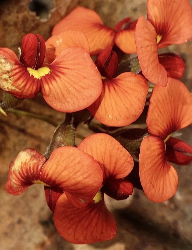 Red Parrot-Pea - Dillwynia hispida  Australia,Dillwynia hispida,Eamw flora,Eamw native pea,Geotagged,Red Parrot-Pea,Spring