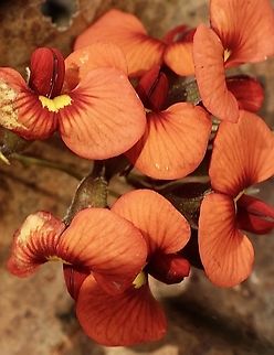 Red Parrot-Pea - Dillwynia hispida Australia,Dillwynia hispida,Eamw flora,Eamw native pea,Geotagged,Red Parrot-Pea,Spring