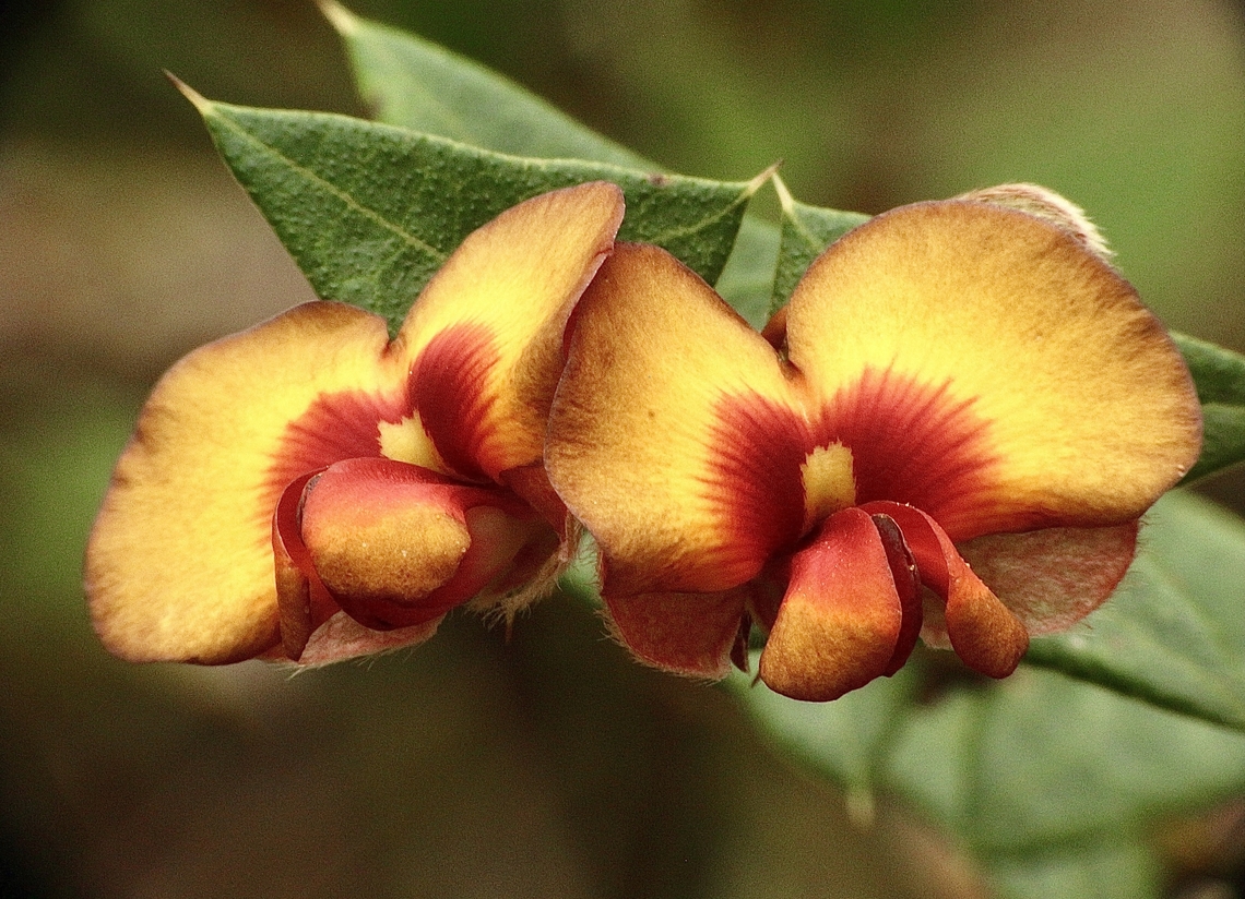 Showy Parrot -Pea - Dillwynia sericea  Australia,Dillwynia sericea,Eamw flora,Eamw native pea,Geotagged,Showy Parrot-Pea,Spring