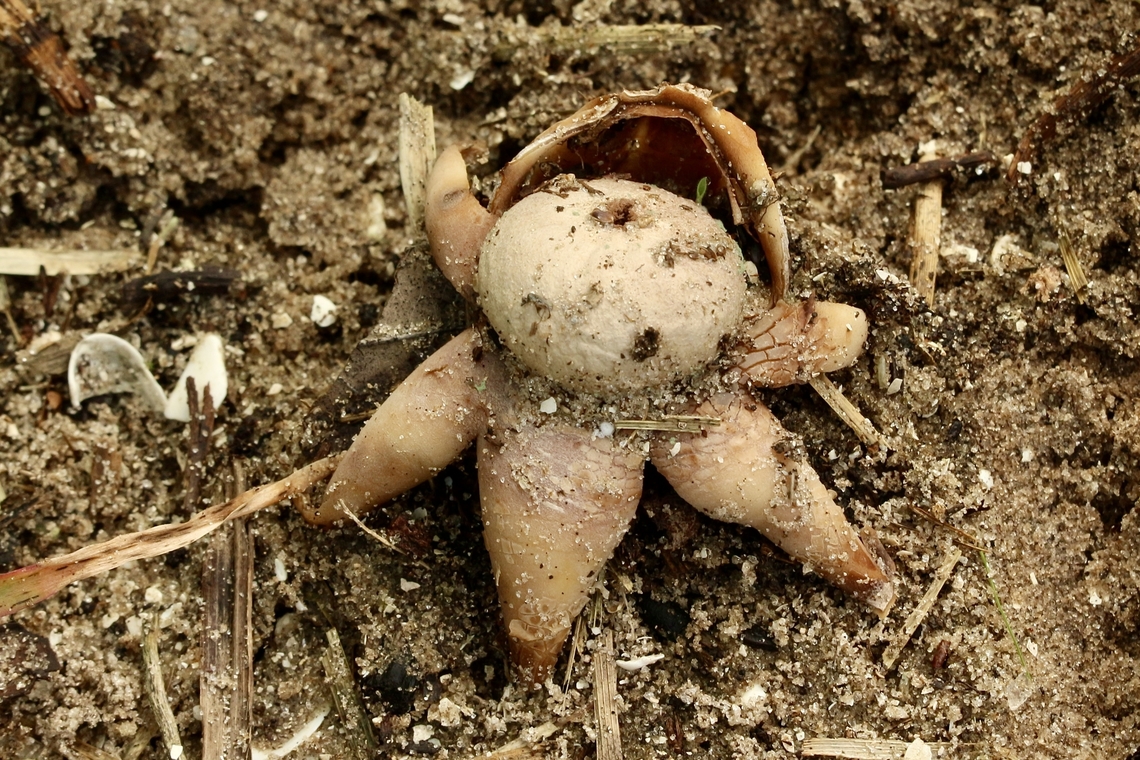 Astraeus morgani  Astraeus morganii,Eamw fungi,Geotagged,Summer,United States