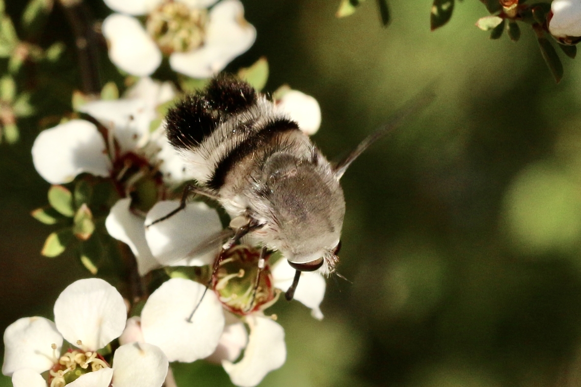 Meomyia sericans According to INaturalist it&rsquo;s distribution is along the east and south coast of Australia  Australia,Black and grey true bee fly,Eamw bee flies,Geotagged,Meomyia sericans,Spring