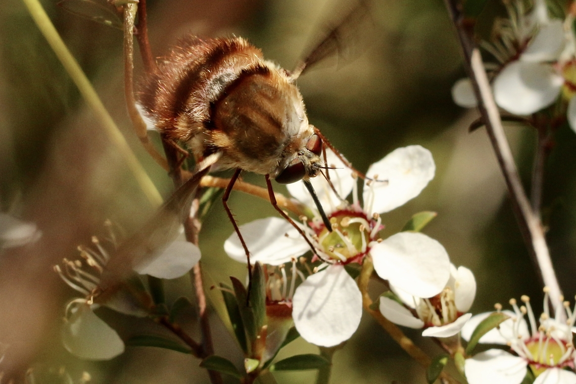 Meomyia fasciculata  Australia,Eamw bee flies,Geotagged,Meomyia fasciculata,Spring