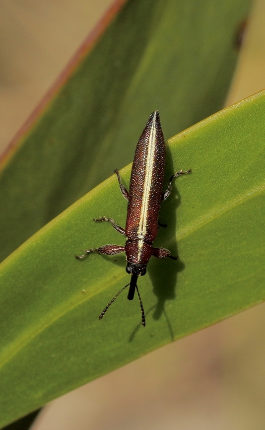 Belid Weevil - Rhinotia suturalis  Australia,Eamw weevils,Geotagged,Rhinotia suturalis,Spring
