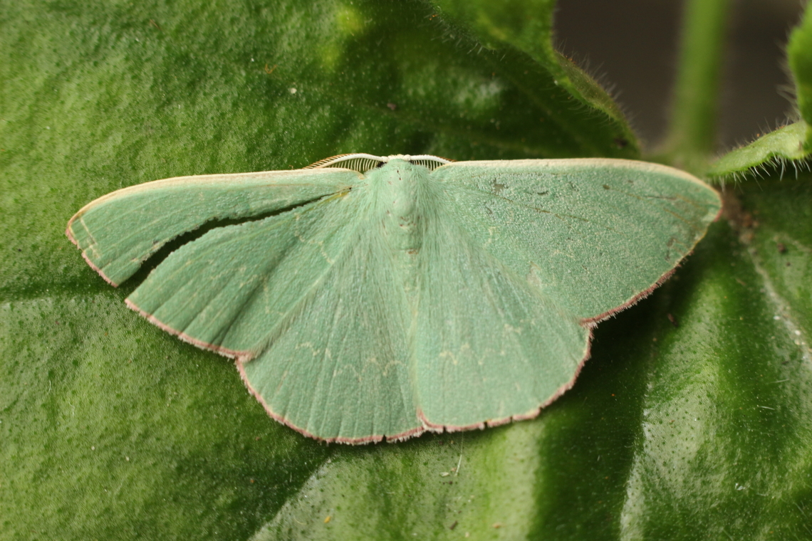 Common gum emerald moth - Prasinocyma semicrocea Unfortunate damaged wing. Australia,Common Gum Emerald,Eamw moth,Encounter Bay SA,Geotagged,Prasinocyma,Prasinocyma semicrocea,Spring,eamw emerald moth