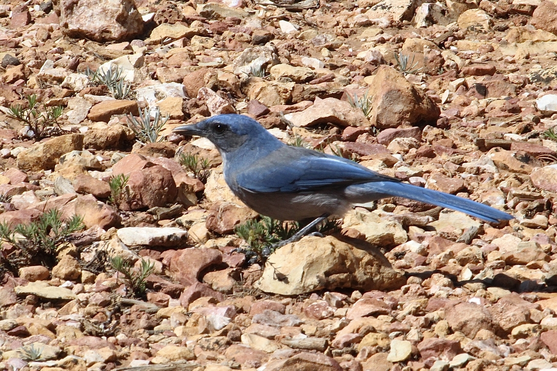Mexican jay - Aphelocoma wollweberi  Aphelocoma wollweberi,Eamw birds,Geotagged,Mexican Jay,Summer,United States. lichen