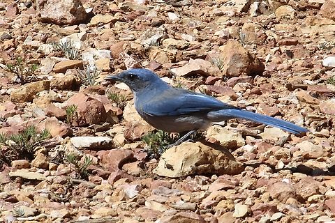 Mexican jay - Aphelocoma wollweberi  Aphelocoma wollweberi,Eamw birds,Geotagged,Mexican Jay,Summer,United States. lichen