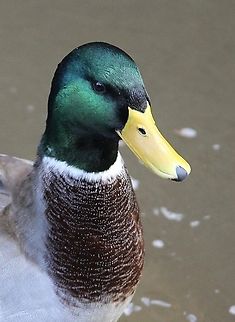 Mallard duck - Anas platyrhynchos  Anas platyrhynchos,Eamw birds,Fall,Geotagged,Germany,Mallard