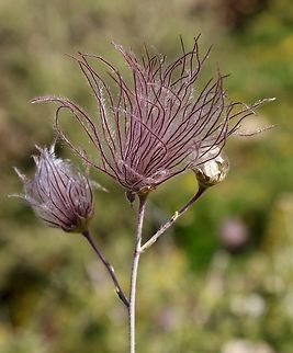 Fallugia paradoxa,  Eamw flora,Fallugia,Fallugia paradoxa,Geotagged,Summer,United States