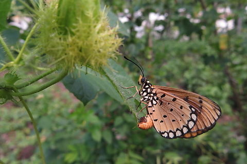 Tawny coster - Acraea terpsicore      Female depositing eggs onto a leaf of its host plant                          Acraea terpsicore,Eamw butterflies,Geotagged,Spring,Tawny coster,Vietnam
