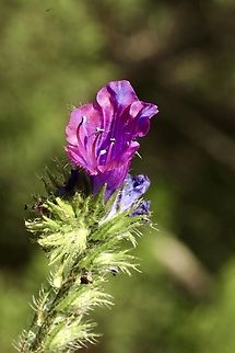 Purple Viper's-bugloss,Spring - Echium plantagineum  Australia,Echium plantagineum,Geotagged,Purple Viper's-bugloss,Spring,eamw
