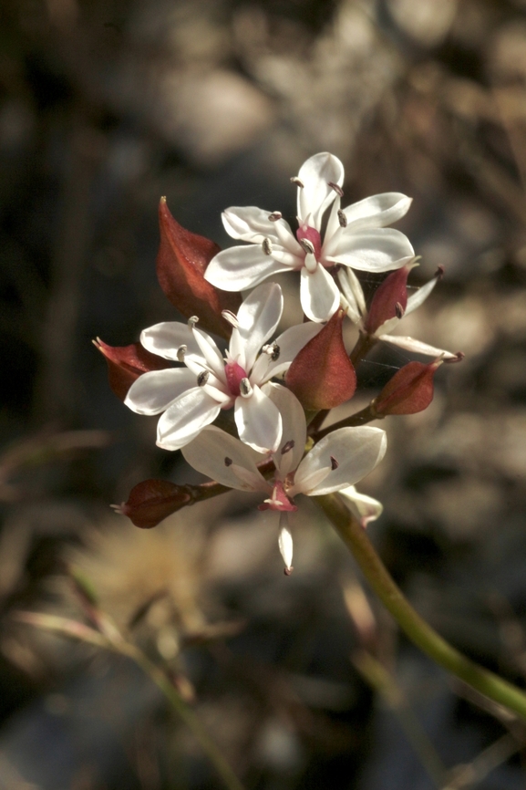 Milkmaids - Burchardia-umbellata  Australia,Burchardia umbellata,Eamw flora,Geotagged,Spring