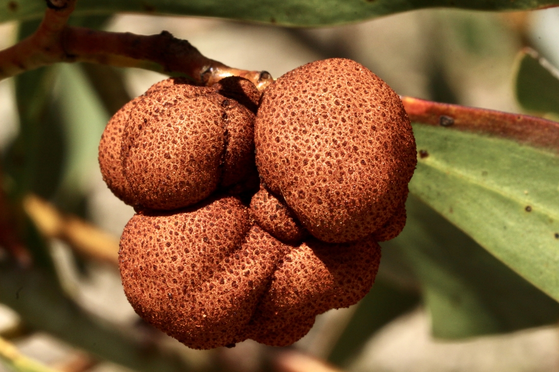 Port Jackson Gall Rust - Uromycladium morrisii  Australia,Eamw galls,Geotagged,Port Jackson Gall Rust,Spring,Uromycladium morrisii