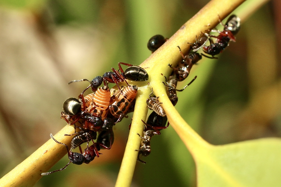 Unidentified species of ant tending to leafhopper nymphs- genus Eurymeloides  Australia,Eamw ants,Eamw leafhoppers,Eamw symbiotic relationship,Geotagged,Spring