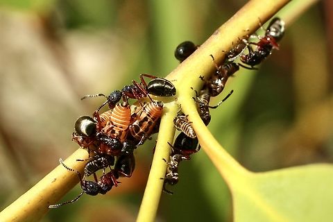 Unidentified species of ant tending to leafhopper nymphs- genus Eurymeloides  Australia,Eamw ants,Eamw leafhoppers,Eamw symbiotic relationship,Geotagged,Spring