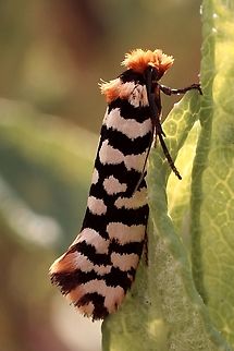 Moerarchis australasiella  Australia ew,Eamw moth,Moerarchis australasiella,Moerarchis ew,Nov 2022,SA Aust,Waitpinga SA,adult moth,early spring moth