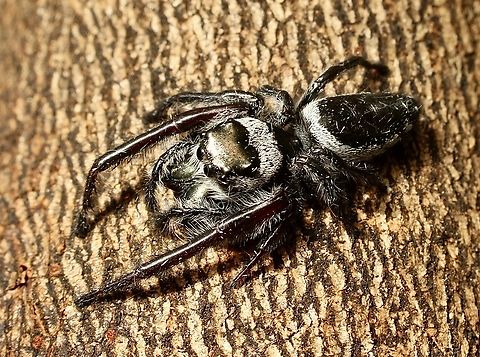 Jumping spider , possibly Genus - Opisthoncus Living amongst grass tree foliage. Australia,Eamw spiders,Geotagged,Spring