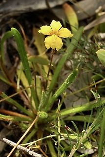Bent Goodenia - Goodenia geniculata  Australia,Bent Goodenia,Eamw flora,Geotagged,Goodenia geniculata,Hibbertia virgata,Spring,Twiggy Guinea-Flower