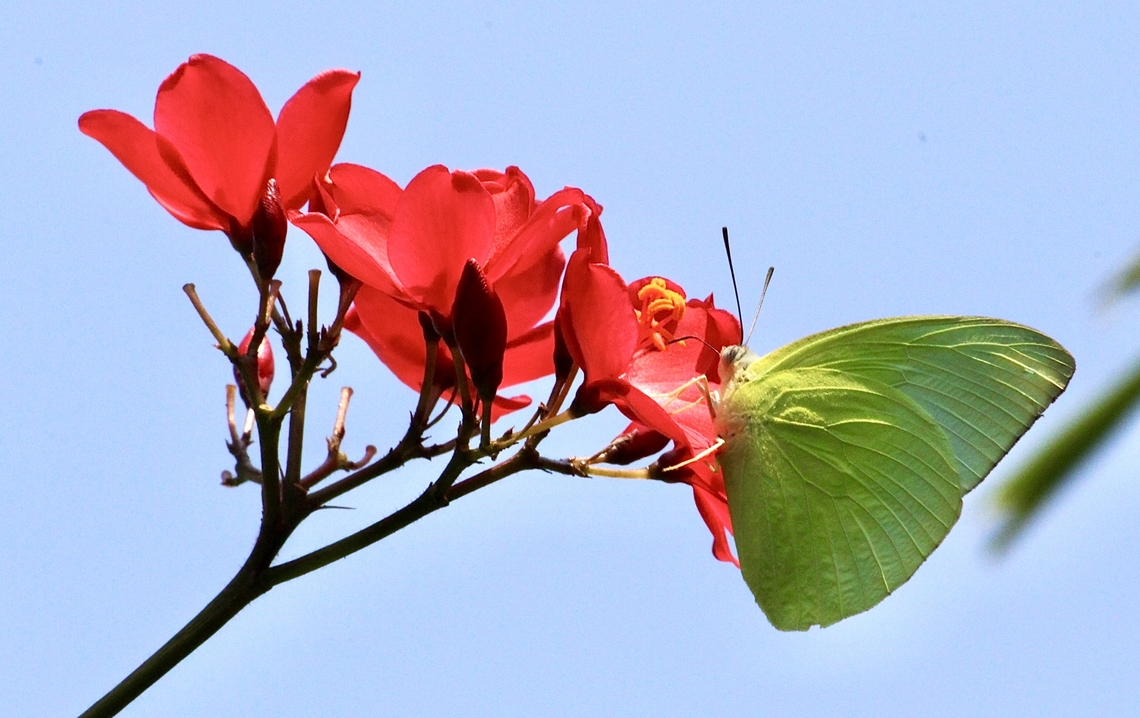 Lemon Migrant - Catopsilia pomonam  Catopsilia pomona,Catopsilia pomonam,Eamw butterflies,Geotagged,Spring,Vietnam