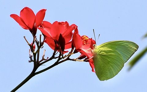 Lemon Migrant - Catopsilia pomonam  Catopsilia pomona,Catopsilia pomonam,Eamw butterflies,Geotagged,Spring,Vietnam