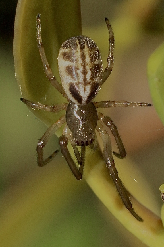 Leaf-curling Spider Phonognatha graeffei  Australia,Eamw spiders,Geotagged,Leaf curling spider,Phonognatha graeffei,Spring