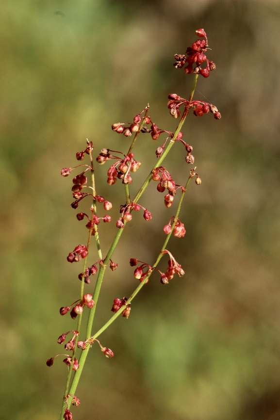 Red Sorrel - Rumex acetosella  Australia,Eamw flora,Geotagged,Red Sorrel,Rumex acetosella,Spring