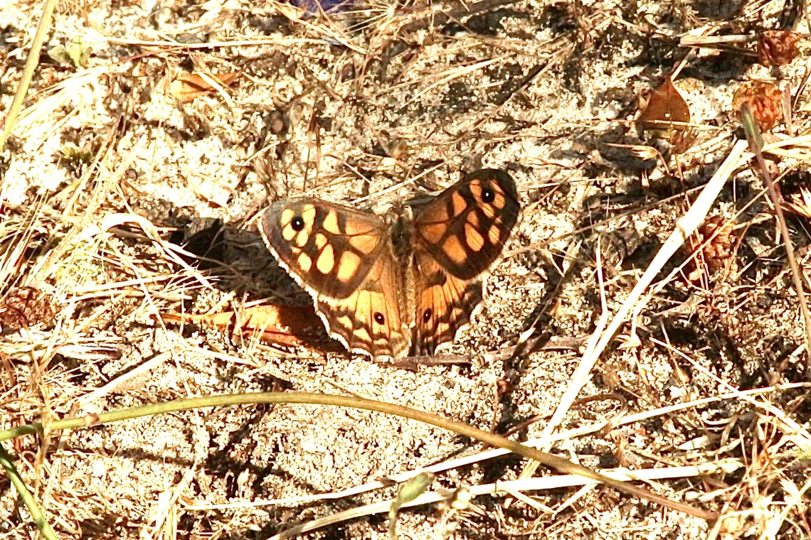 Common xenica  Australia,Common xenica,Eamw butterflies,Geitoneura klugii,Geotagged,Spring