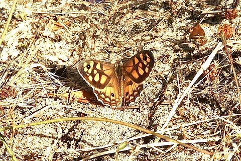 Common xenica  Australia,Common xenica,Eamw butterflies,Geitoneura klugii,Geotagged,Spring