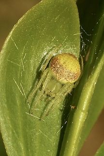 Leaf curling spider - genus Araneus  Araneus circulissparsus,Australia,Eamw spiders,Geotagged,Spring