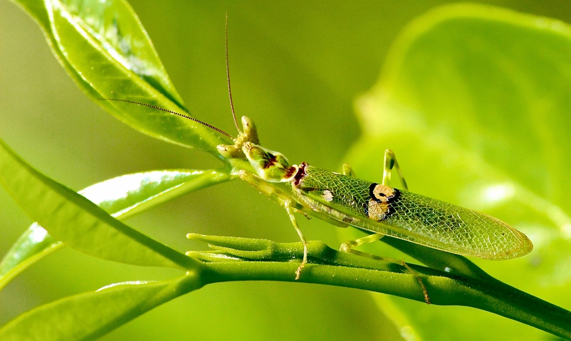 Indian flower mantis - Creobroter pictipennis  Creobroter pictipennis,Eamw mantises,Geotagged,Indian flower mantis,Spring,Vietnam