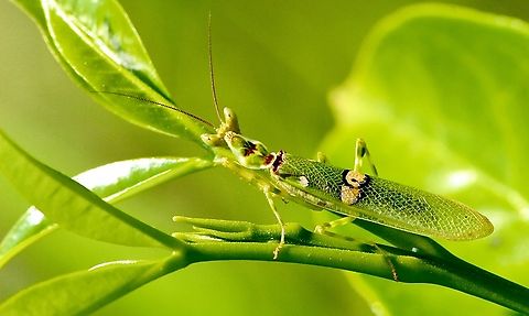 Indian flower mantis - Creobroter pictipennis  Creobroter pictipennis,Eamw mantises,Geotagged,Indian flower mantis,Spring,Vietnam