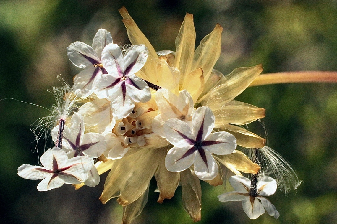 Paraseeds - Genus Ursinia Ursinia is a genus of African plants in the chamomile tribe within the daisy family. Introduced to Australia. Australia,Eamw flora,Geotagged,Spring
