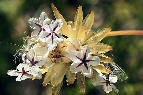 Paraseeds - Genus Ursinia Ursinia is a genus of African plants in the chamomile tribe within the daisy family. Introduced to Australia. Australia,Eamw flora,Geotagged,Spring
