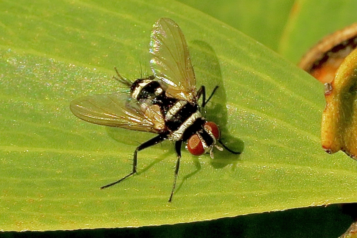 Genus - Trigonospila Trigonospila is a small genus of parasitic flies in the family Tachinidae.Wikipedia Australia,Eamw flies,Geotagged,Spring