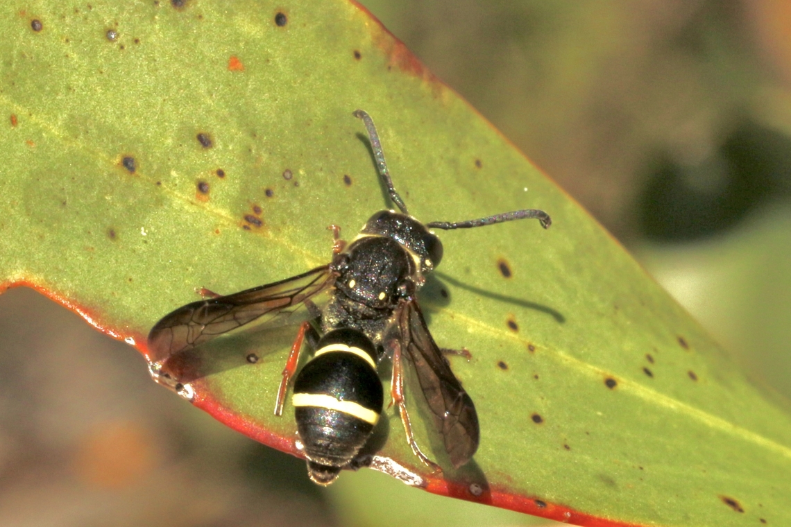 Paralastor laetus  Australia,Geotagged,Paralastor laetus,Springeamw wasps